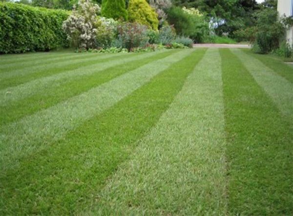 perfectly mowed lawn