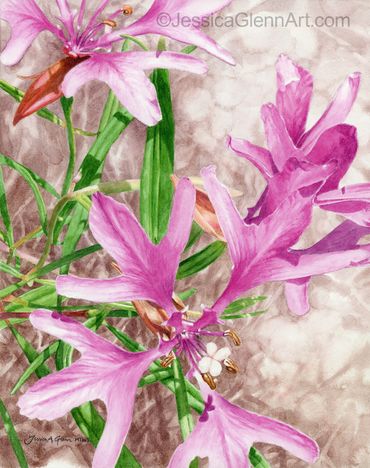 watercolor painting of a close up of Deerhorn Clarkia, or Clarkia pulchella, a pink wildflower.
