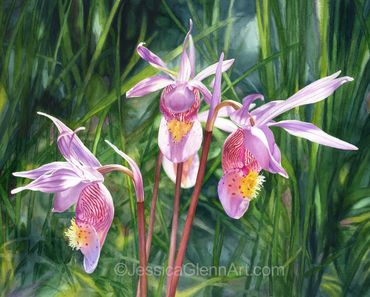 watercolor painting of pink and white wildflowers, called calypso orchids or fairy slippers.