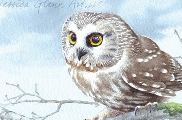 Painting of a Northern Saw-whet Owl perched on a branch.