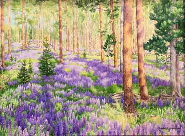 Painting of a forest floor in the Big Hole of Southwest Montana, filled with purple lupines.
