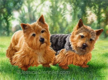 Painting of 2 Norwich Terriers standing in grass.