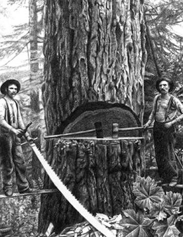realistic drawing from an old black and white photo of two loggers posing with axes and saws