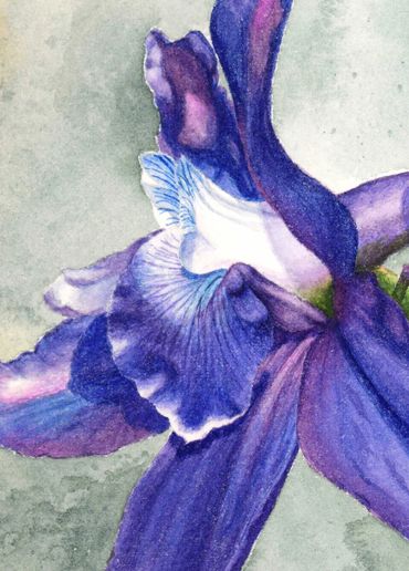 watercolor painting of a blue-purple wildflower called Larkspur.