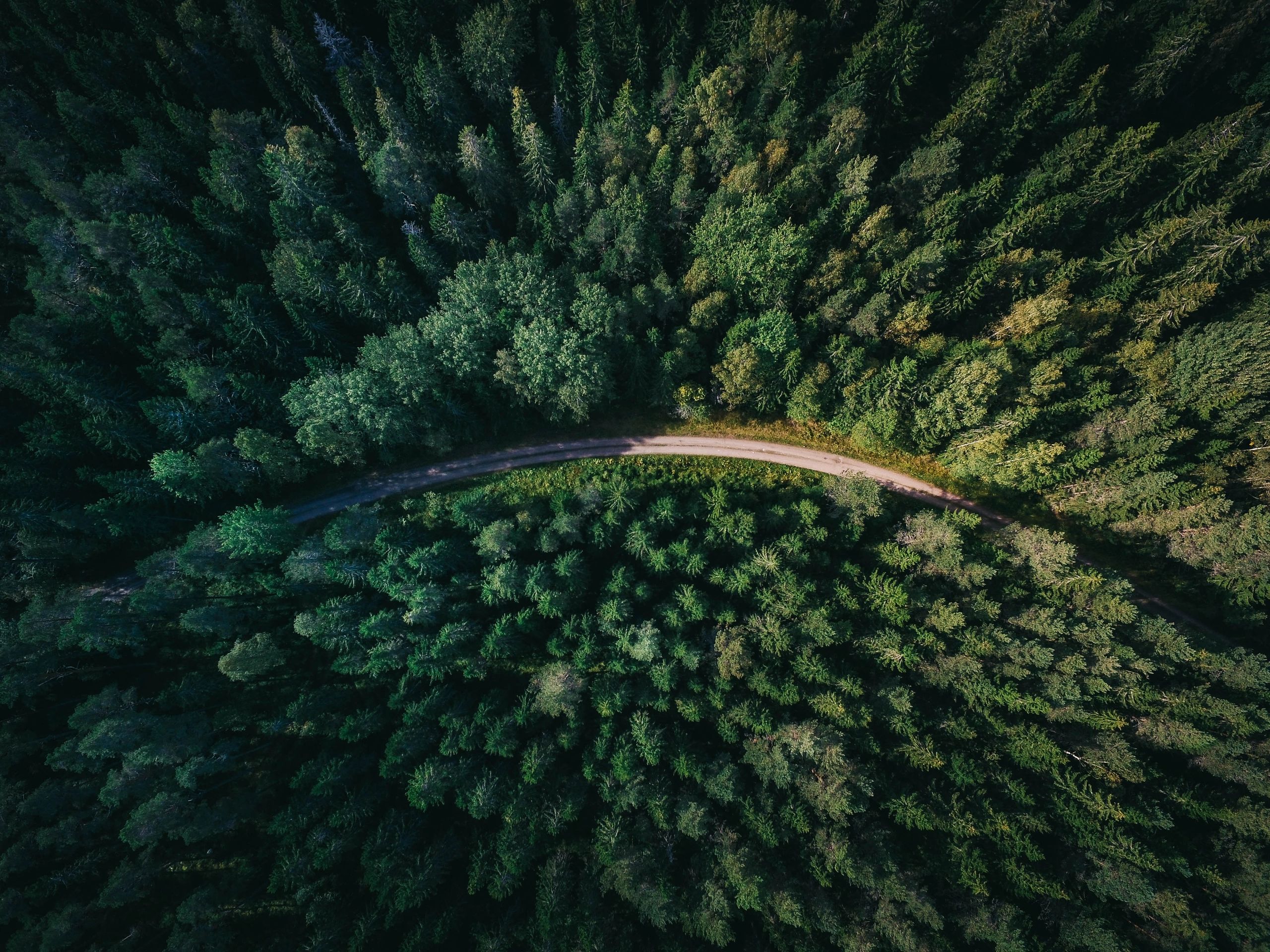 Forest of trees with road through the middle, birdseye view.