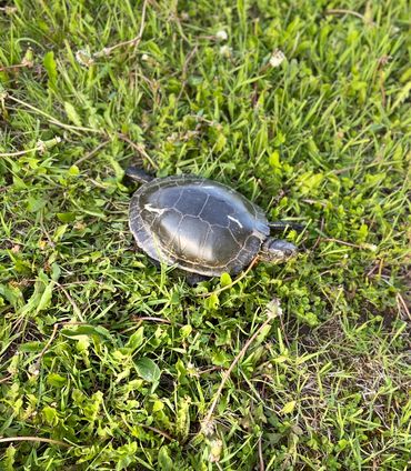 Turtle crawling in grass