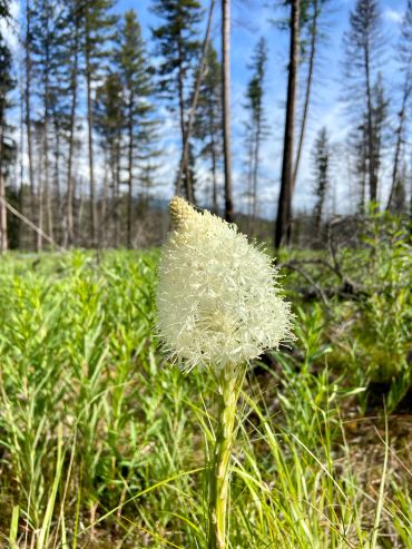 Bear grass bloom in a meadow