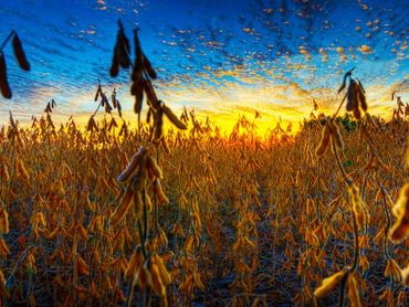 County record bean harvest C4, PGS, ALT-15 products applied