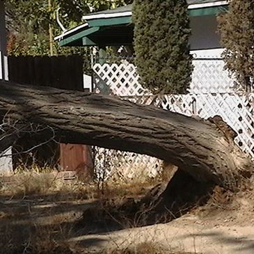 image of fallen tree
