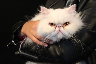 Experiencia Paparazzi 
Pets Mascotas Gatos Perros 
Perrijos Gatijos
Foto y Video CDMX México
Eventos