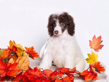 Standard Poodle Puppy with 3 legs