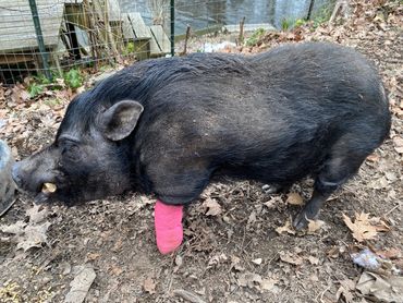 Black pig with a pink bandage on its front leg standing on dirt.