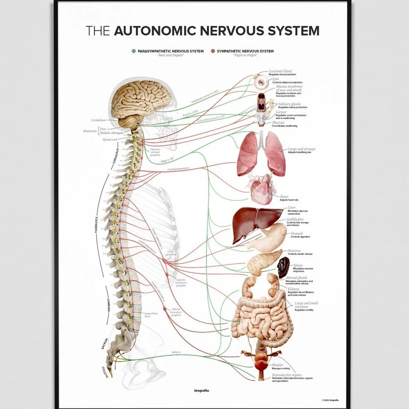 Picture of the central nervous system and internal organs of the human body.