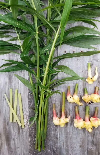 Fresh ginger stalks, cut stems, and ginger rhizomes displayed.