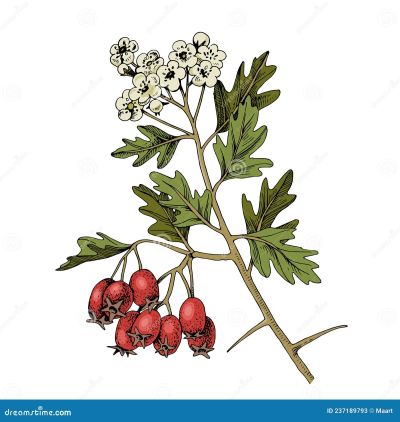 Illustration of hawthorn branch with berries and flowers.