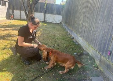 Woman kneeling and interacting lovingly with a brown dog in a fenced yard.