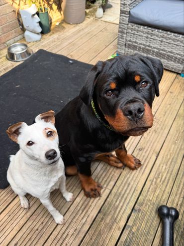 Two dogs sitting together on a wooden deck, looking up.