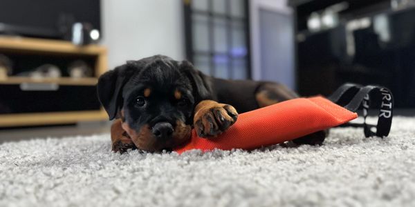 A Rottweiler puppy lying on carpet with an orange toy.