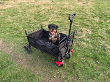 Happy Rottweiler puppy sitting in a black collapsible wagon on green grass.