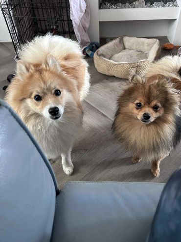 Two fluffy dogs looking curiously from behind a blue couch.