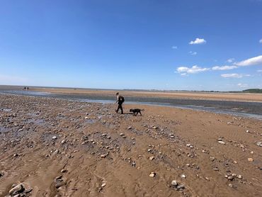 Person walking a dog on a wide, rocky beach under a clear blue sky.