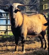 ZVA GHENGIS KHAN..NZ buck just getting started but we are excited!Looking forward to adding several 