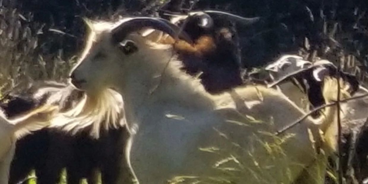 New ZealandKiko goats for sale