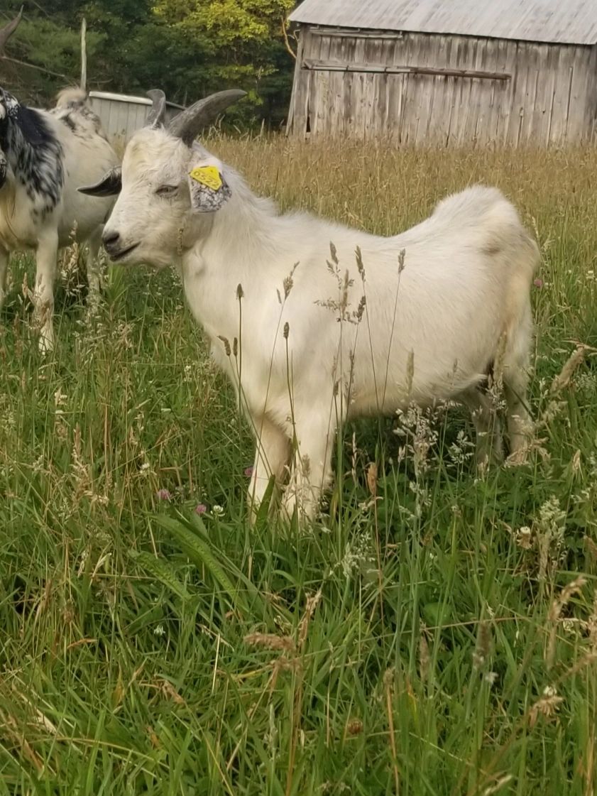 Blue New Zealand buckling for sale