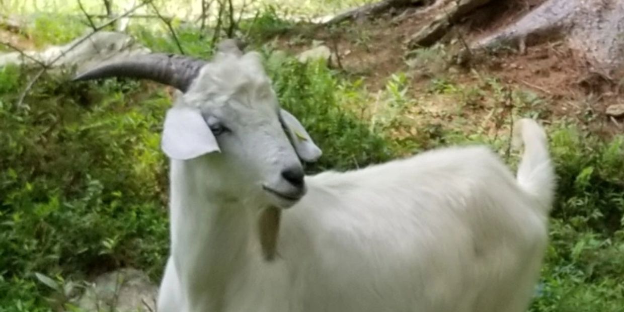 New Zealand Kiko buck