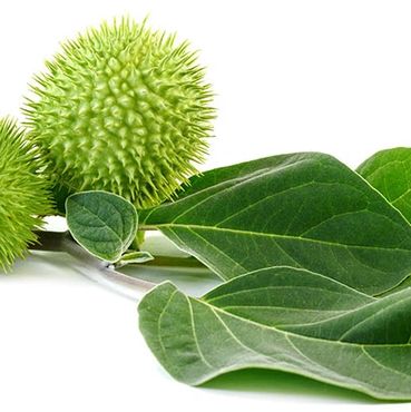 A close up of some green leaves and a fruit