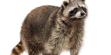 Nuisance animal raccoon   