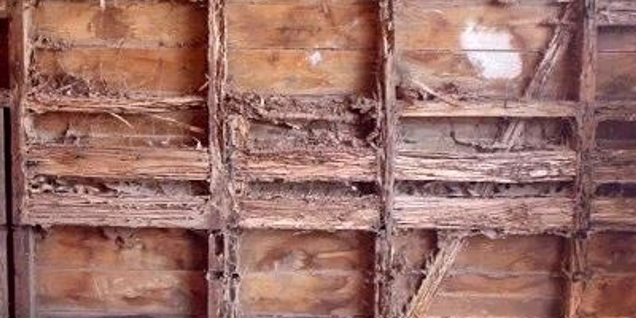 Termite Damage