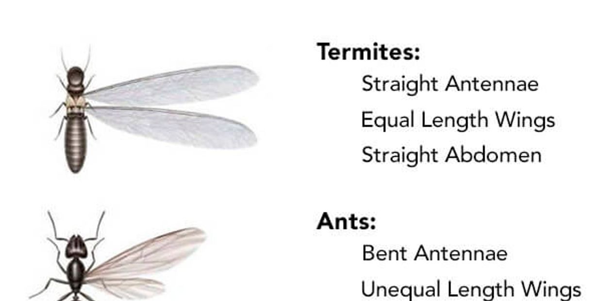 swarming ant vs swarming termite