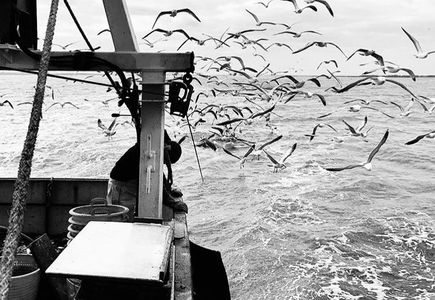 Day boats mersea island