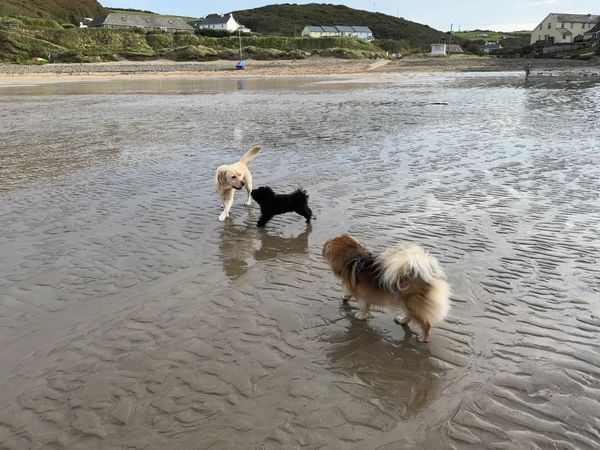 nolton haven dogs on beach