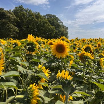 Field of blooming sunflowers under a blue sky.