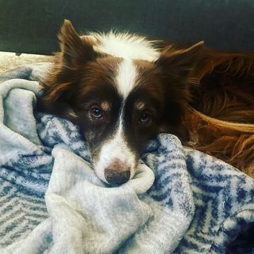 brown and white boarder collie with doe eyes nestled up to a fleece blanket