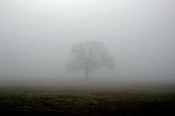 A solitary tree stands in a foggy field with low visibility.