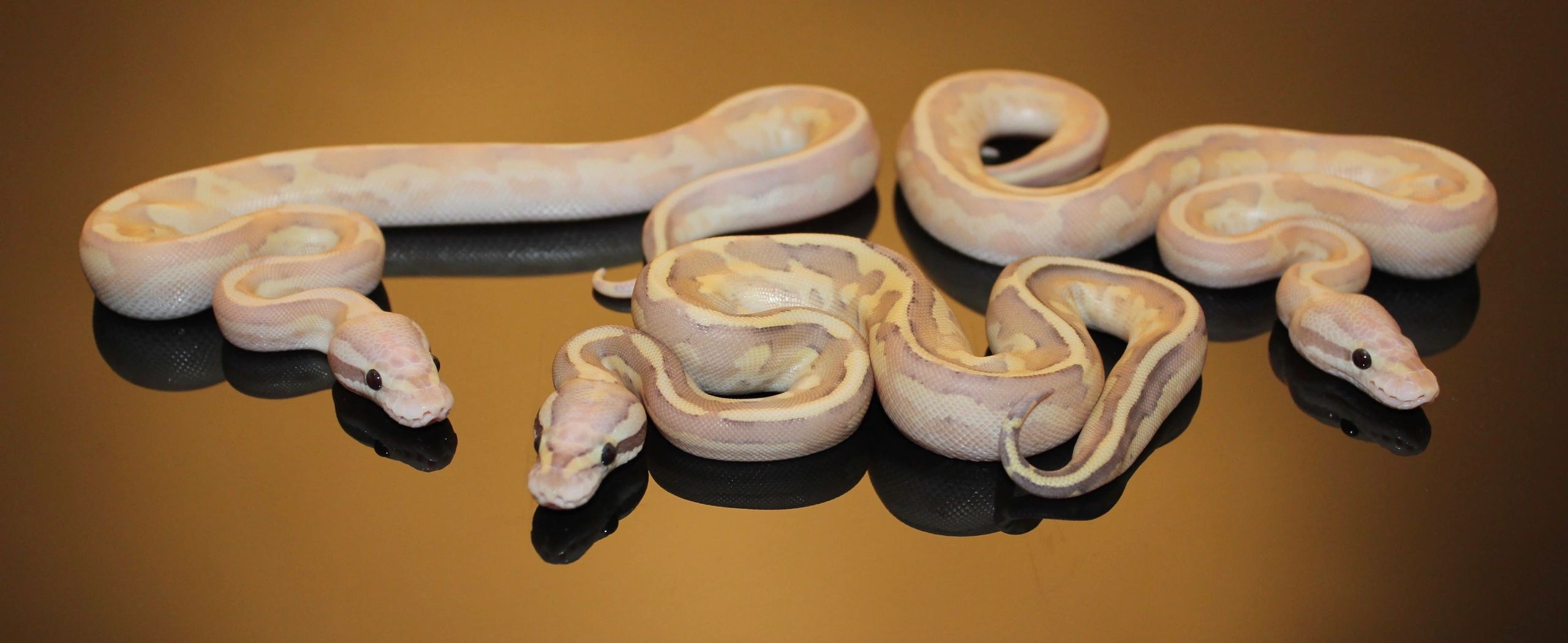 MR Morphs Ball Pythons, Snakes, Reptiles