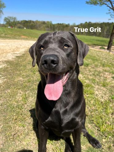 Charcoal Labrador