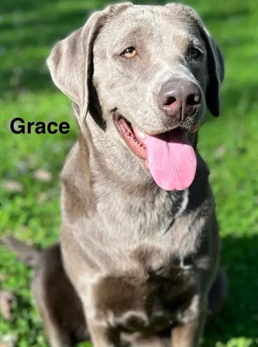 Silver Labrador