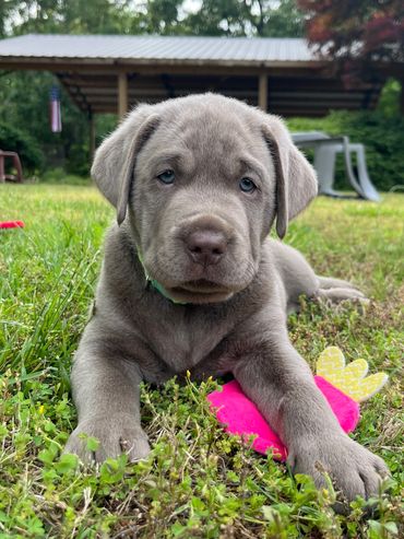 Silver Labrador Retriever puppy for sale
