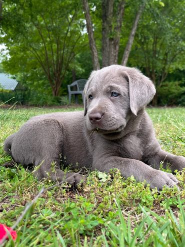 Silver Labrador Retriever puppy for sale