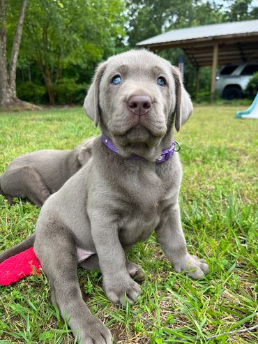 Silver Labrador Retriever puppy for sale