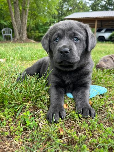Charcoal Labrador Retriever puppy for sale