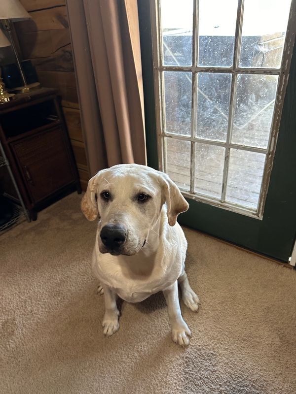 A white Labrador sitting on a carpet near a glass door.