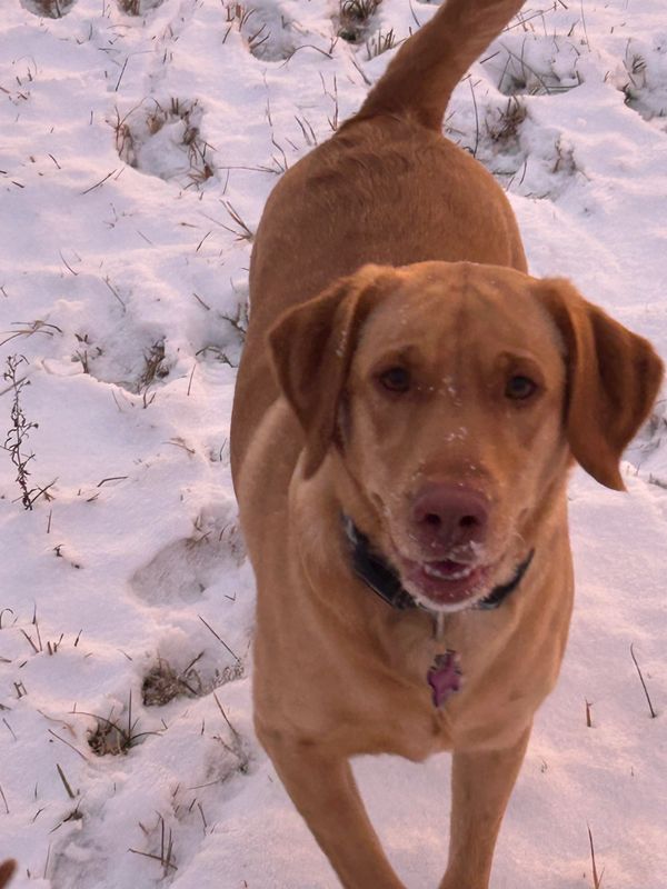 Brown dog standing in the snow with a snow-covered nose.