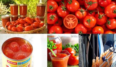 Tomato Sauce Processing Consultants