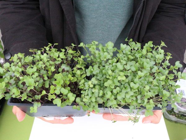 Microgreen plant from Modern Living Kitchen in Portland, OR