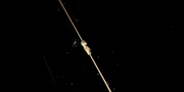 A thin rod floating in a dark liquid, possibly water.